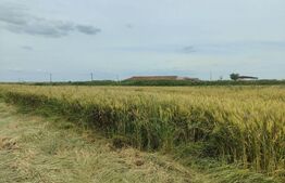 Teren intravilan, arabil, 39 ha, Sanmartinul Sarbesc