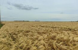 Teren intravilan, arabil, 39 ha, Sanmartinul Sarbesc