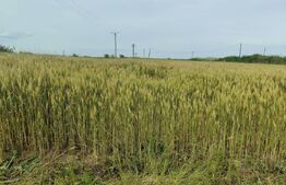 Teren intravilan, arabil, 39 ha, Sanmartinul Sarbesc