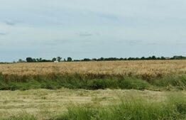 Teren intravilan, arabil, 39 ha, Sanmartinul Sarbesc