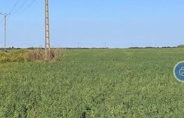 Teren arabil, 25 ha, Giulvaz-Foeni, front stradal 280 ml