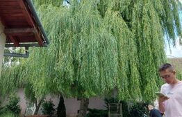 Casa 10 camere, teren 3763 mp, 240 utili, Peciu Nou