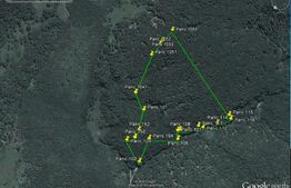 Padure matura de fag, 9 ha, Hunedoara