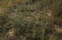 Teren intravilan 3.400 mp, Calea Buziaşului