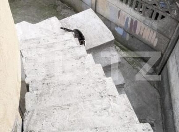 Casa de vânzare 12 camere Mehala - 140349CV | BLITZ Timișoara | Poza3