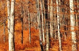 Padure Gorun, 284 Ha, zona Mehedinti