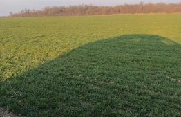 Teren extravilan, 5000 mp, langa parcul dendrologic, Bazosul Nou!