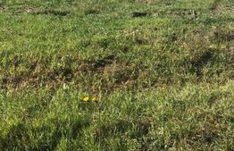 Teren industrial cu suprafaţă de 1100 mp în Calea Şagului