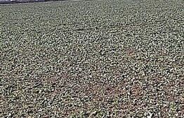 Teren cu suprafață de 2,6 ha, zona Aeroport