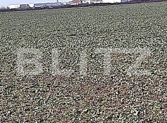 Teren de vânzare Aeroport - 140528TV | BLITZ Timișoara | Poza7