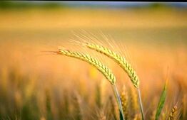 Teren agricol extravilan, 1585 Ha, zona Valea Muresului