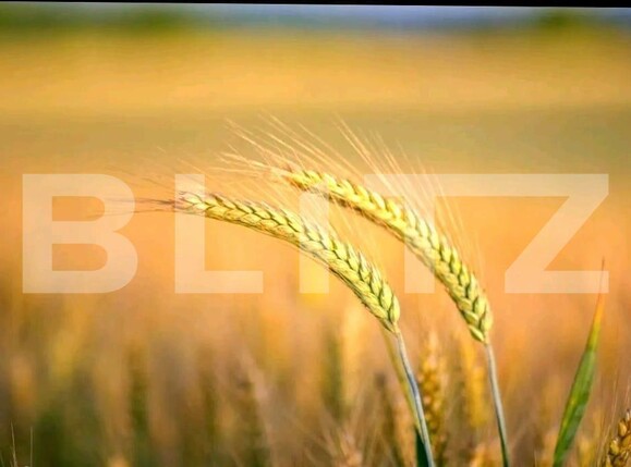 Teren de vânzare Exterior Nord - 140577TV | BLITZ Timișoara | Poza1