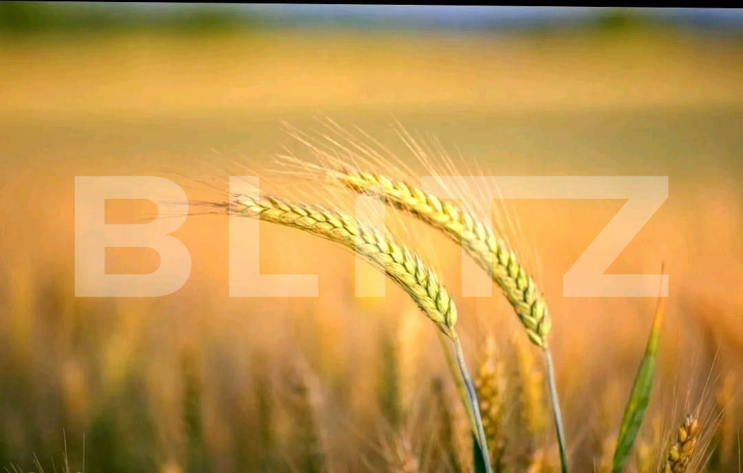 Teren de vânzare Exterior Nord - 140577TV | BLITZ Timișoara | Poza1