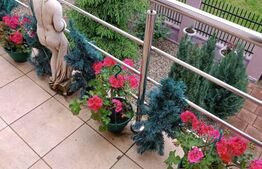 Casa individuala, 240 mp utili, 640 mp teren, Dumbravita