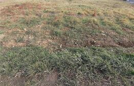 Teren intravilan, situat in camp, 10485 mp, in Sacalaz