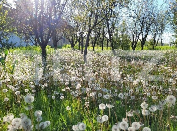 Casa de vânzare 5 camere Hisias - 144904CV | BLITZ Timișoara | Poza2