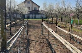 Teren de vanzare 1850 mp front de 21, Sanandrei!