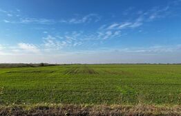 Teren Intravilan, 5100mp, cu PUZ pentru comert si servicii, Rudicica