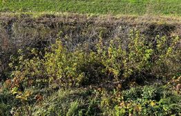 Teren intravilan, certificat de urbanism, 680 mp, Sacalaz