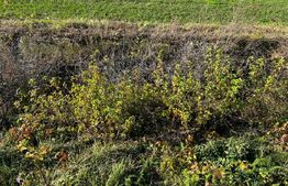 Teren, 687mp, intravilan, Sacalaz