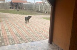 Casa individuala la cheie, 120 mp utili, PARȚA!