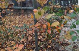 Casa cu teren de 2022 mp, intravilan, in Sacalaz