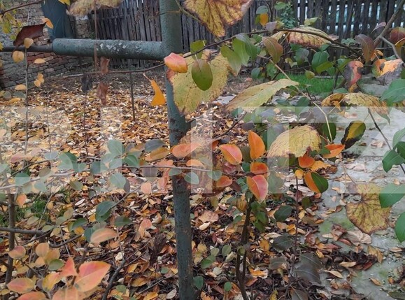 Casa de vânzare 5 camere Sacalaz - 149123CV | BLITZ Timișoara | Poza2