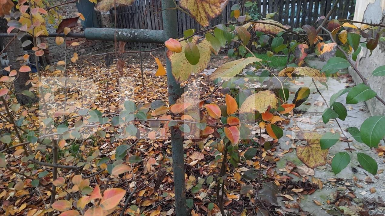 Casa de vânzare 5 camere Sacalaz - 149123CV | BLITZ Timișoara | Poza2