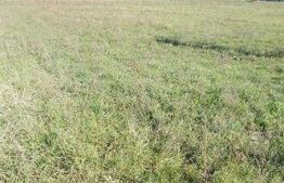 Teren de vanzare cu o suprafata de 9000 mp in Chisoda!