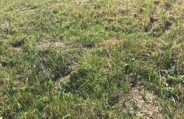 Teren intravilan de vanzare, 735 mp, front 18 ml, Dumbravita!