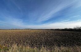 Investitie! Teren pentru PUZ, 50000 mp, Covaci  