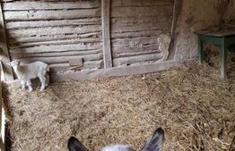 Casa de 100 mp, teren 5700 mp, Nadrag!