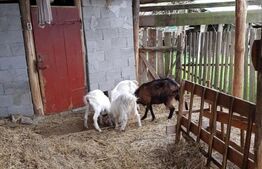 Casa de 100 mp, teren 5700 mp, Nadrag!