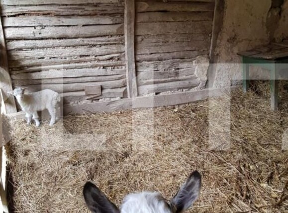 Casa de vânzare 3 camere Jdioara - 154673CV | BLITZ Timișoara | Poza5