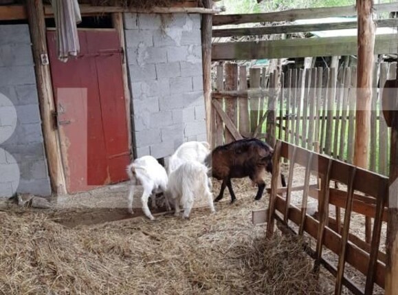 Casa de vânzare 3 camere Jdioara - 154673CV | BLITZ Timișoara | Poza6