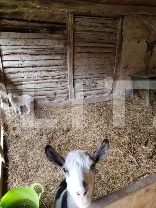 Casa de vânzare 3 camere Jdioara - 154673CV | BLITZ Timișoara | Poza5