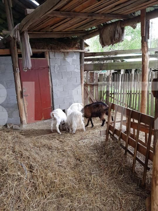 Casa de vânzare 3 camere Jdioara - 154673CV | BLITZ Timișoara | Poza6