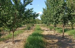 Casă cu curte, în localitatea Jupani