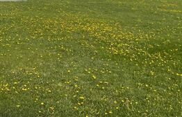 Oportunitate de investitie! Teren intravilan langa padure, 11300 mp, Dumbravita