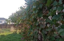 Vila individuala in Dumbravita, zona Lac-padure