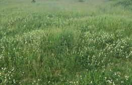 Teren locuinte colective, 2151 mp