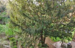 Cladire istorica, 5 camere, 145 mp, terasa, Iosefin/Sinaia