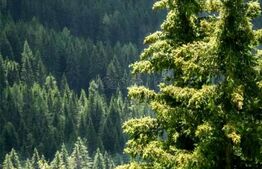 Teren de vânzare Recas - 148893TV | BLITZ Timișoara | Poza3