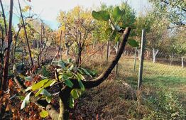 Casa 2 camere, 50 mp, zona Fratelia