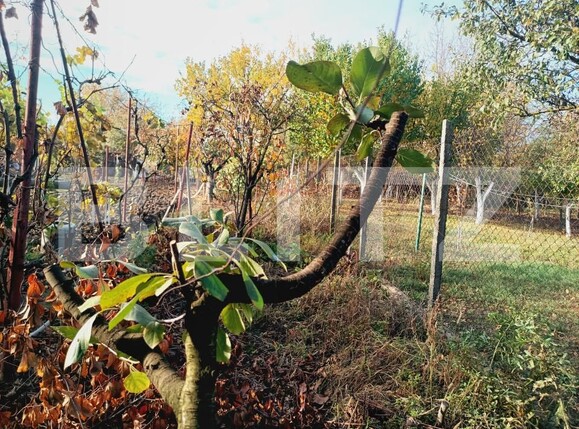 Casa de vânzare 2 camere Fratelia - 181191CV | BLITZ Timișoara | Poza8