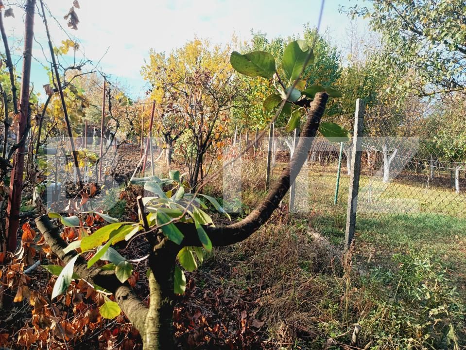 Casa de vânzare 2 camere Fratelia - 181191CV | BLITZ Timișoara | Poza8