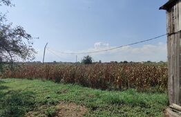 Casă 300 mp, teren 4.900 mp – Belinț