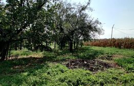 Casă 300 mp, teren 4.900 mp – Belinț