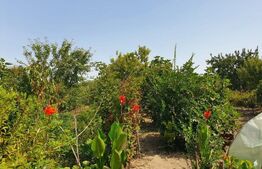 DE VANZARE Casa cu gradina mare în Lugoj