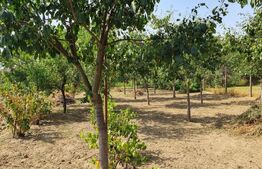 DE VANZARE Casa cu gradina mare în Lugoj